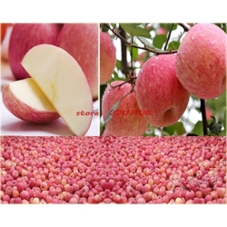 Nasiona Jabłko słodkie szt.5 Nxx49